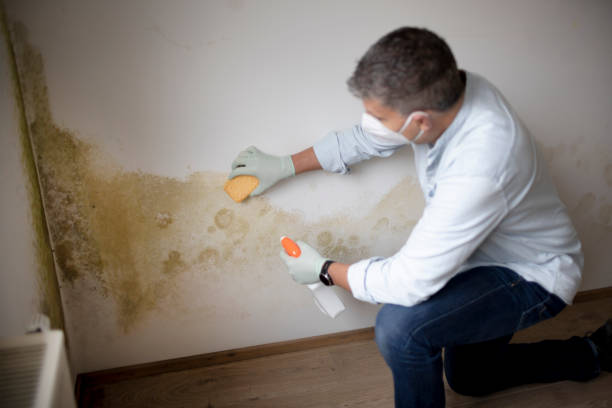 Best Mold Remediation for Healthcare Facilities  in USA